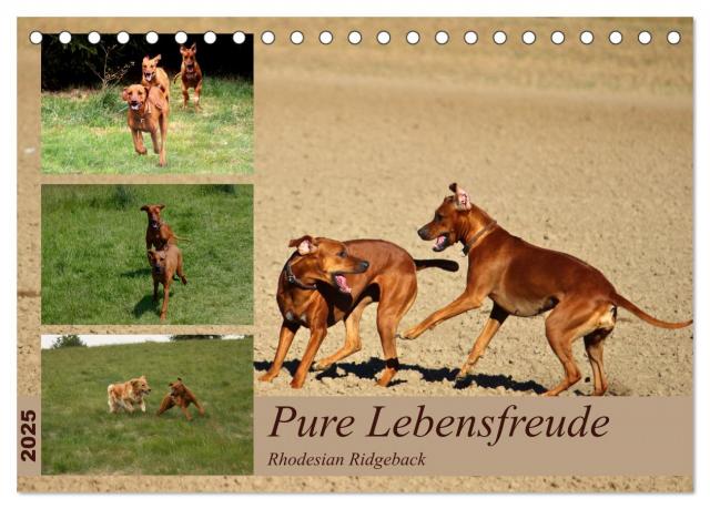 Rhodesian Ridgeback, Pure Lebensfreude (Tischkalender 2025 DIN A5 quer), CALVENDO Monatskalender