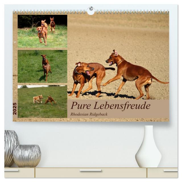 Rhodesian Ridgeback, Pure Lebensfreude (hochwertiger Premium Wandkalender 2025 DIN A2 quer), Kunstdruck in Hochglanz