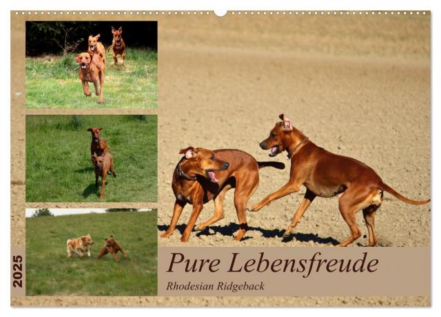 Rhodesian Ridgeback, Pure Lebensfreude (Wandkalender 2025 DIN A2 quer), CALVENDO Monatskalender