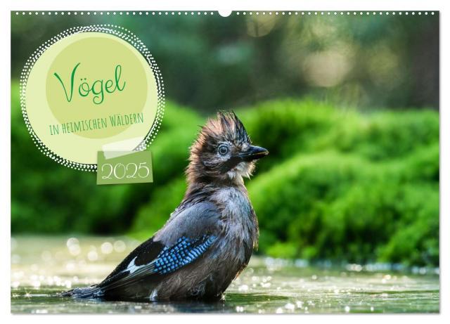 Vögel in heimischen Wäldern (Wandkalender 2025 DIN A2 quer), CALVENDO Monatskalender