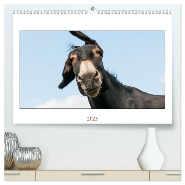 Esel Lebensfreude - Spaß mit Langohren (hochwertiger Premium Wandkalender 2025 DIN A2 quer), Kunstdruck in Hochglanz
