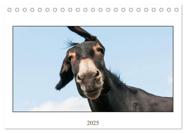 Esel Lebensfreude - Spaß mit Langohren (Tischkalender 2025 DIN A5 quer), CALVENDO Monatskalender
