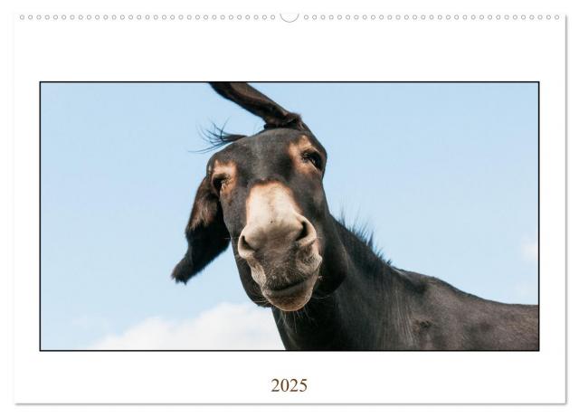 Esel Lebensfreude - Spaß mit Langohren (Wandkalender 2025 DIN A2 quer), CALVENDO Monatskalender