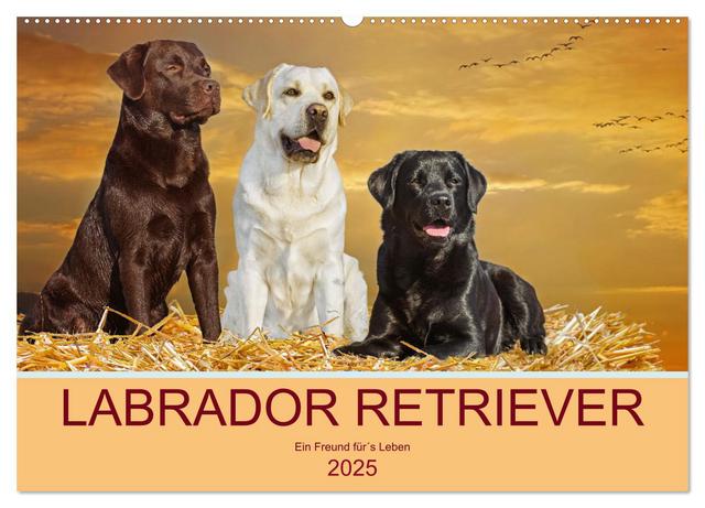 Labrador Retriever - Ein Freund für´s Leben (Wandkalender 2025 DIN A2 quer), CALVENDO Monatskalender