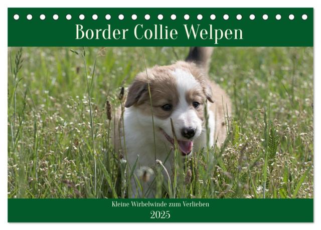 Border Collie Welpen - Kleine Wirbelwinde zum Verlieben (Tischkalender 2025 DIN A5 quer), CALVENDO Monatskalender