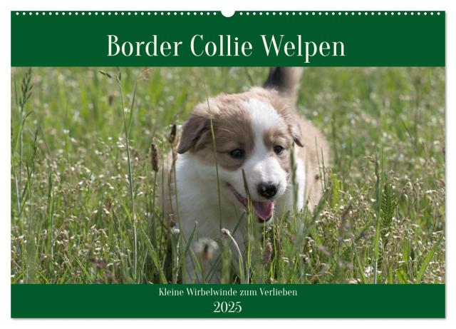Border Collie Welpen - Kleine Wirbelwinde zum Verlieben (Wandkalender 2025 DIN A2 quer), CALVENDO Monatskalender