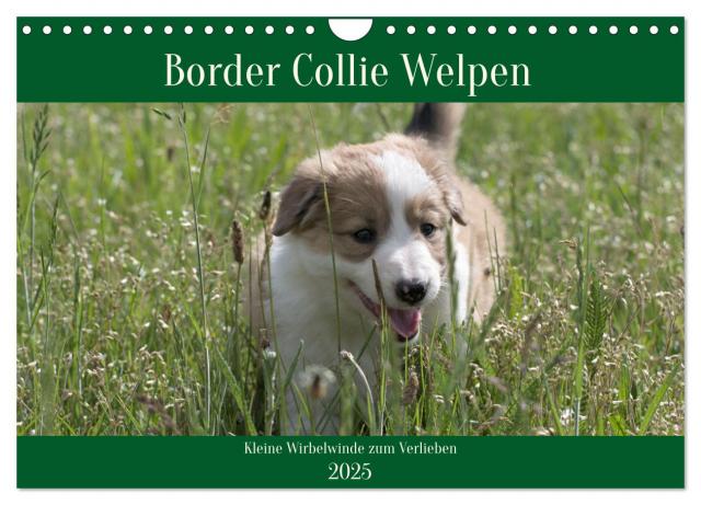 Border Collie Welpen - Kleine Wirbelwinde zum Verlieben (Wandkalender 2025 DIN A4 quer), CALVENDO Monatskalender
