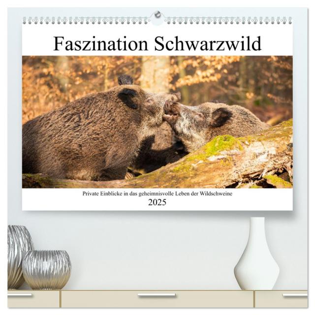 Faszination Schwarzwild (hochwertiger Premium Wandkalender 2025 DIN A2 quer), Kunstdruck in Hochglanz