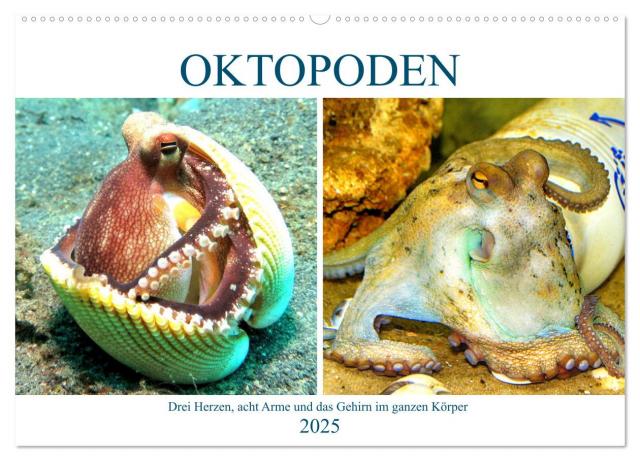 Oktopoden. Drei Herzen, acht Arme und das Gehirn im ganzen Körper (Wandkalender 2025 DIN A2 quer), CALVENDO Monatskalender