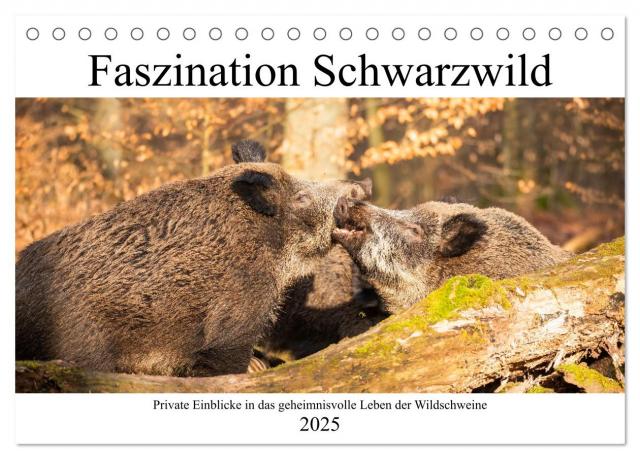 Faszination Schwarzwild (Tischkalender 2025 DIN A5 quer), CALVENDO Monatskalender