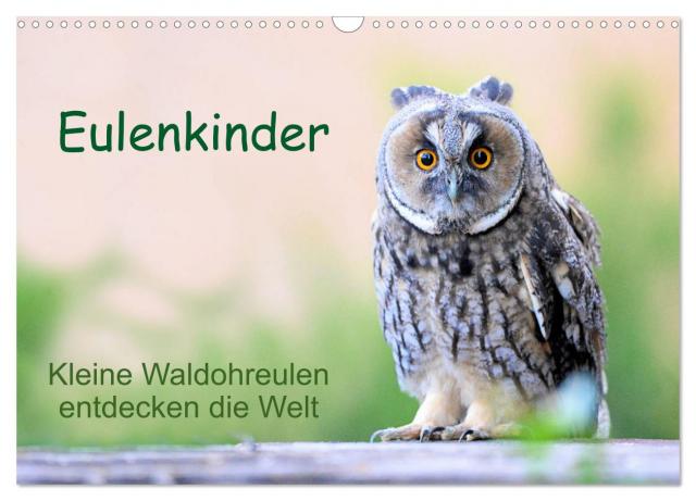 Eulenkinder - Kleine Waldohreulen entdecken die Welt (Wandkalender 2025 DIN A3 quer), CALVENDO Monatskalender