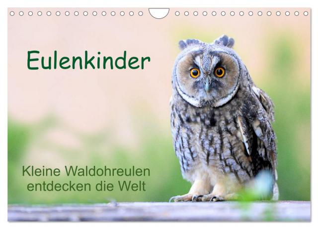 Eulenkinder - Kleine Waldohreulen entdecken die Welt (Wandkalender 2025 DIN A4 quer), CALVENDO Monatskalender