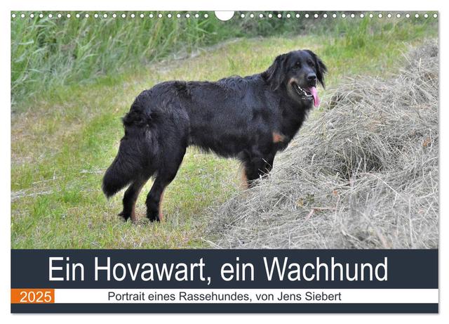 Ein Hovawart, ein Wachhund (Wandkalender 2025 DIN A3 quer), CALVENDO Monatskalender