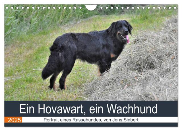 Ein Hovawart, ein Wachhund (Wandkalender 2025 DIN A4 quer), CALVENDO Monatskalender