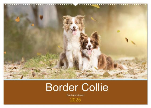 Border Collie - Bunt und clever! (Wandkalender 2025 DIN A2 quer), CALVENDO Monatskalender