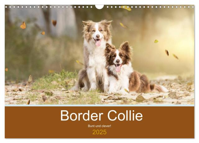 Border Collie - Bunt und clever! (Wandkalender 2025 DIN A3 quer), CALVENDO Monatskalender