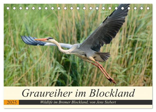 Graureiher im Blockland (Tischkalender 2025 DIN A5 quer), CALVENDO Monatskalender