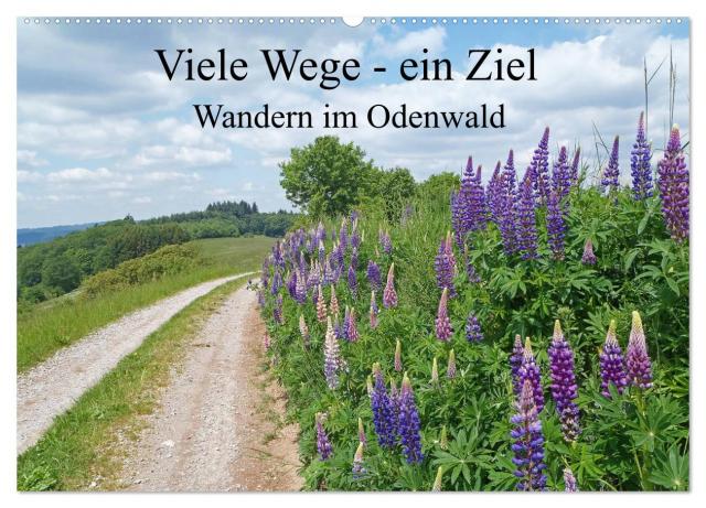 Viele Wege - ein Ziel Wandern im Odenwald (Wandkalender 2025 DIN A2 quer), CALVENDO Monatskalender