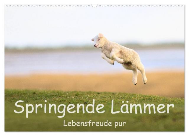 Springende Lämmer: Lebensfreude pur (Wandkalender 2025 DIN A2 quer), CALVENDO Monatskalender