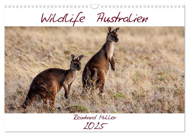Wildlife Australien (Wandkalender 2025 DIN A3 quer), CALVENDO Monatskalender