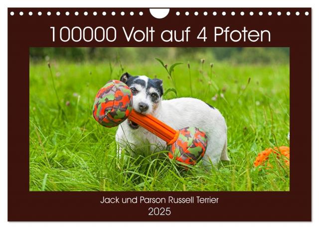 100000 Volt auf vier Pfoten - Jack und Parson Russell Terrier (Wandkalender 2025 DIN A4 quer), CALVENDO Monatskalender