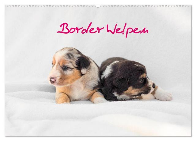 Border Welpen (Wandkalender 2025 DIN A2 quer), CALVENDO Monatskalender