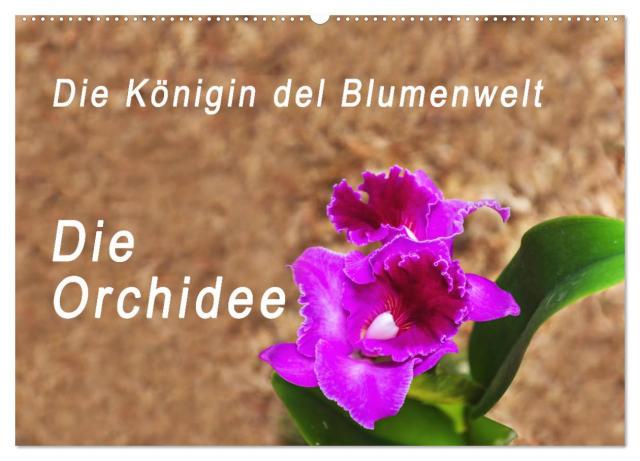 Die Königin der Blumenwelt, die Orchidee (Wandkalender 2025 DIN A2 quer), CALVENDO Monatskalender