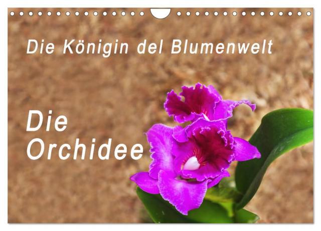 Die Königin der Blumenwelt, die Orchidee (Wandkalender 2025 DIN A4 quer), CALVENDO Monatskalender