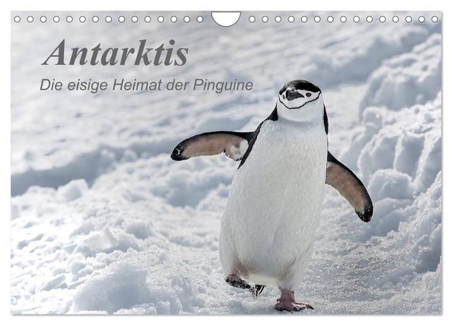 Antarktis, die eisige Heimat der Pinguine (Wandkalender 2025 DIN A4 quer), CALVENDO Monatskalender
