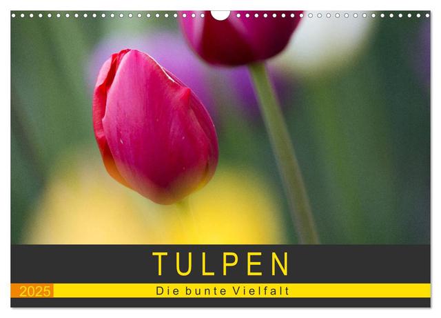 Tulpen - die bunte Vielfalt (Wandkalender 2025 DIN A3 quer), CALVENDO Monatskalender