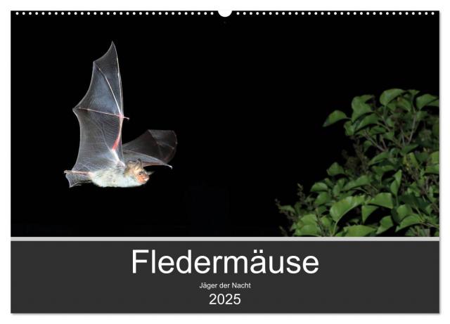 Fledermäuse - Jäger der Nacht (Wandkalender 2025 DIN A2 quer), CALVENDO Monatskalender