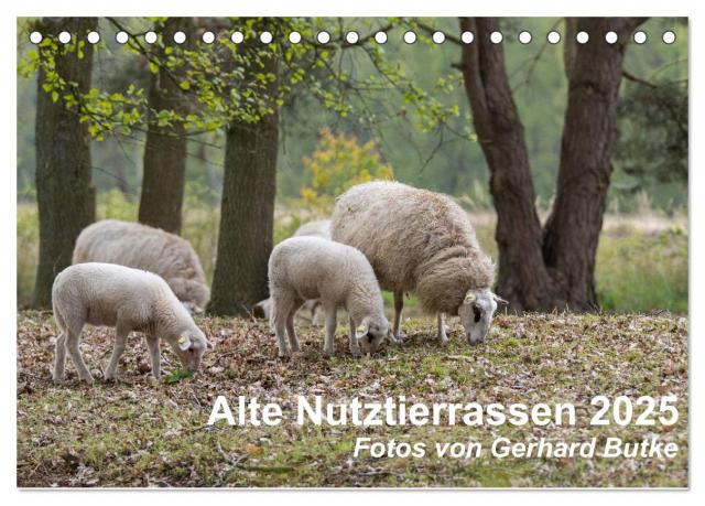 Alte Nutztierrassen 2025 (Tischkalender 2025 DIN A5 quer), CALVENDO Monatskalender