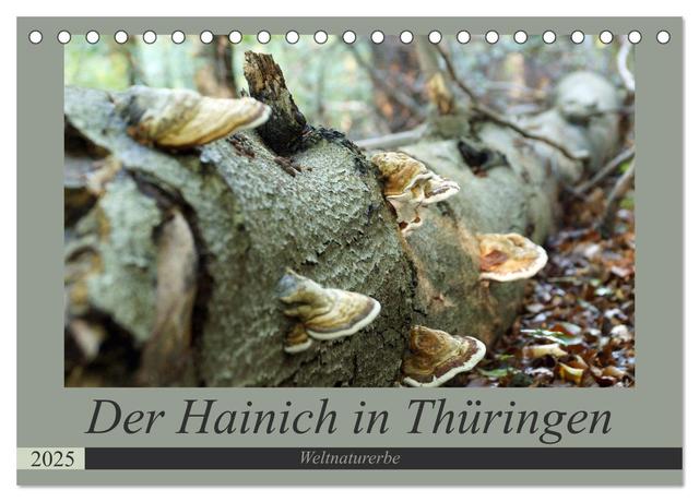Der Hainich in Thüringen - Weltnaturerbe (Tischkalender 2025 DIN A5 quer), CALVENDO Monatskalender