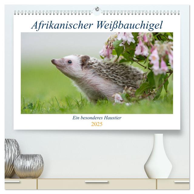 Afrikanische Weißbauchigel (hochwertiger Premium Wandkalender 2025 DIN A2 quer), Kunstdruck in Hochglanz