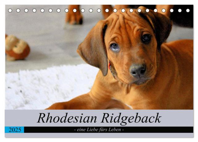 Rhodesian Ridgeback - eine Liebe fürs Leben (Tischkalender 2025 DIN A5 quer), CALVENDO Monatskalender