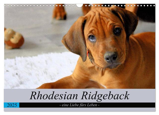 Rhodesian Ridgeback - eine Liebe fürs Leben (Wandkalender 2025 DIN A3 quer), CALVENDO Monatskalender