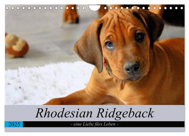 Rhodesian Ridgeback - eine Liebe fürs Leben (Wandkalender 2025 DIN A4 quer), CALVENDO Monatskalender