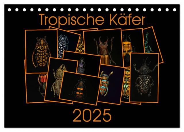 Tropische Käfer (Tischkalender 2025 DIN A5 quer), CALVENDO Monatskalender