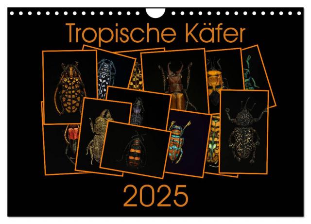 Tropische Käfer (Wandkalender 2025 DIN A4 quer), CALVENDO Monatskalender