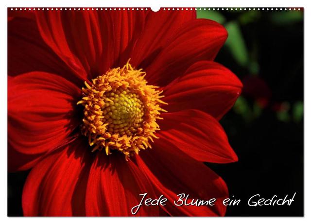 Jede Blume ein Gedicht (Wandkalender 2025 DIN A2 quer), CALVENDO Monatskalender