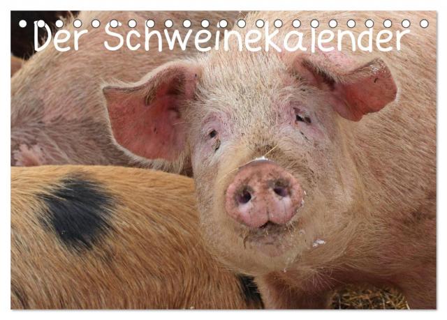 Der Schweinekalender (Tischkalender 2025 DIN A5 quer), CALVENDO Monatskalender