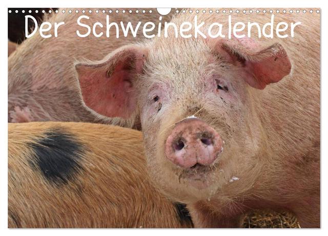 Der Schweinekalender (Wandkalender 2025 DIN A3 quer), CALVENDO Monatskalender