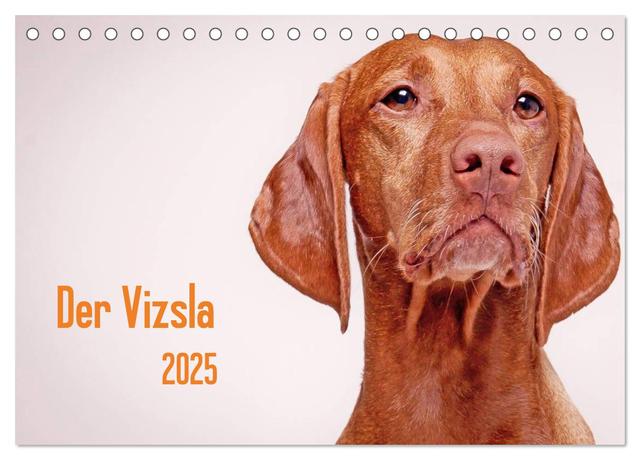Der Vizsla 2025 (Tischkalender 2025 DIN A5 quer), CALVENDO Monatskalender