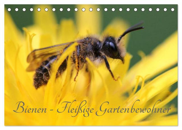 Bienen - Fleißige Gartenbewohner (Tischkalender 2025 DIN A5 quer), CALVENDO Monatskalender