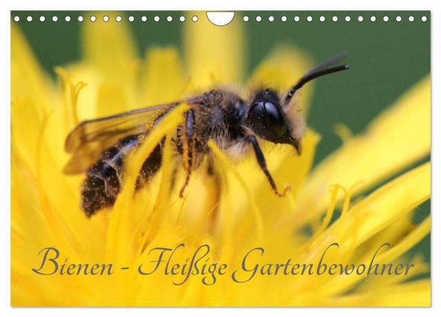 Bienen - Fleißige Gartenbewohner (Wandkalender 2025 DIN A4 quer), CALVENDO Monatskalender