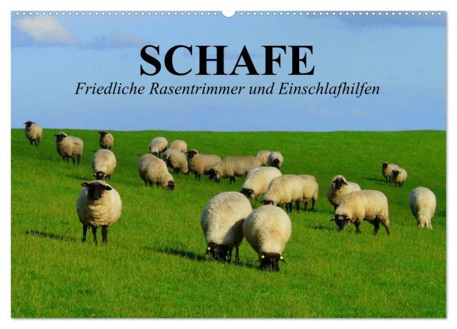 Schafe. Friedliche Rasentrimmer und Einschlafhilfen (Wandkalender 2025 DIN A2 quer), CALVENDO Monatskalender