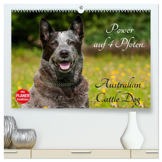 Power auf 4 Pfoten. Australian Cattle Dog (hochwertiger Premium Wandkalender 2025 DIN A2 quer), Kunstdruck in Hochglanz