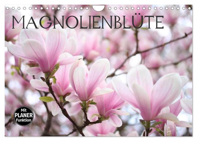 Magnolienblüte (Wandkalender 2025 DIN A4 quer), CALVENDO Monatskalender