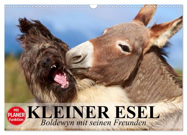Kleiner Esel. Boldewyn mit seinen Freunden (Wandkalender 2025 DIN A3 quer), CALVENDO Monatskalender