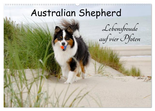 Australian Shepherd - Lebensfreude auf vier Pfoten (Wandkalender 2025 DIN A2 quer), CALVENDO Monatskalender